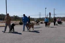 Dog Training Group1.jpg (127297 bytes)